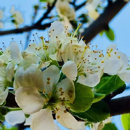 Casa Grazia Apartament